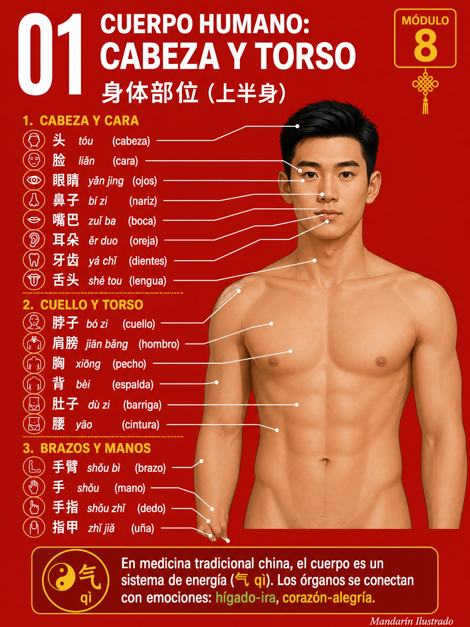 Cuerpo Superior