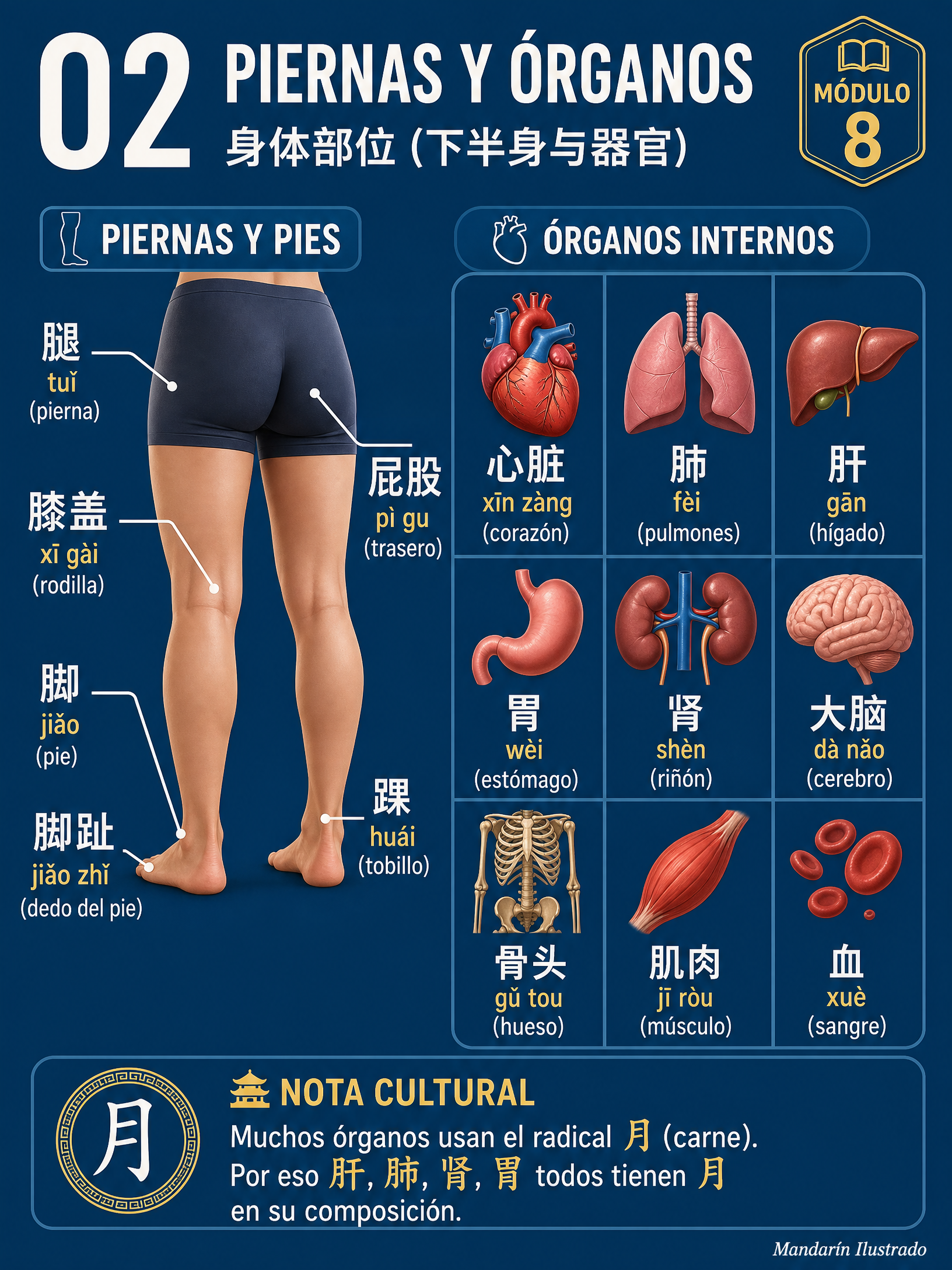 Cuerpo Inferior y Órganos